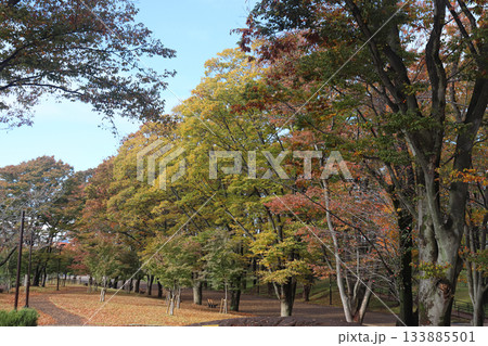 日本の郊外の公園 日本の郊外の公園 133885501