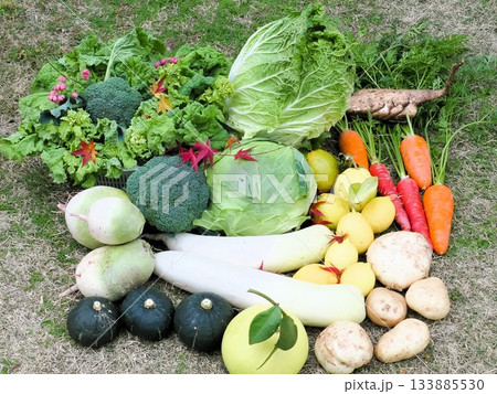 12月の収穫 2 12月の収穫 2 133885530