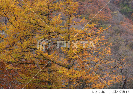 榛名山の紅葉 県立榛名公園 榛名山の紅葉 県立榛名公園 133885658
