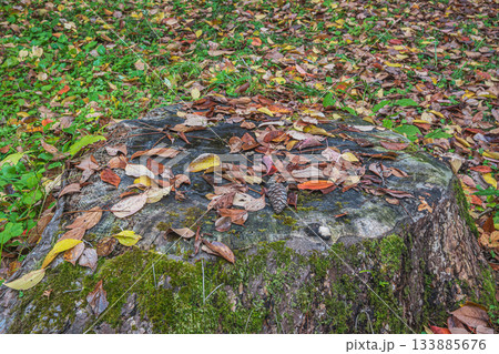 京都御苑の樹林　落ち葉積もる大木の切り株 133885676
