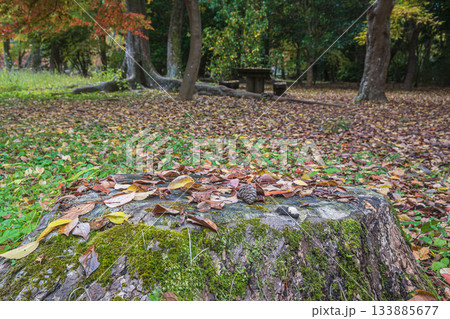 京都御苑の樹林 落ち葉積もる大木の切り株 京都御苑の樹林 落ち葉積もる大木の切り株 133885677