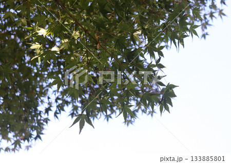 青い空と木々 青い空と木々 133885801
