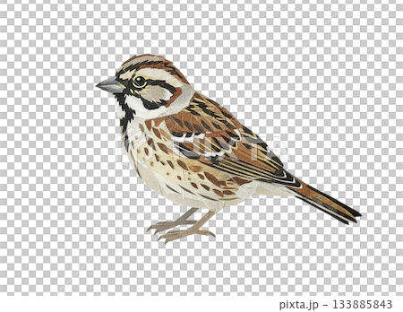 An illustration of a bunting made from Japanese paper 133885843