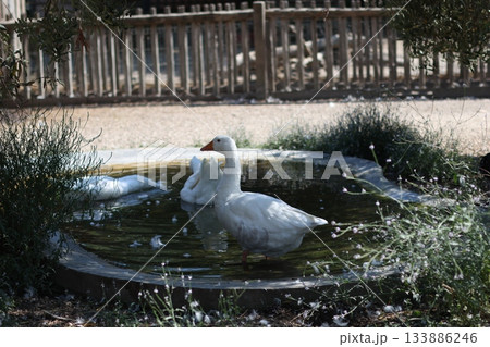 White goose is walking in the garden. 133886246