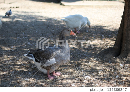 Grey duck is walking in the garden 133886247