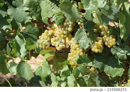 Delicious yellow grape in French grape field. 133886255