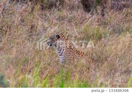 Leopard Sighting in the Serengeti Leopard Sighting in the Serengeti 133886306