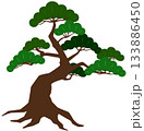 松の木 133886450