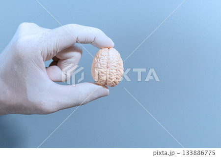 Gloved Hand Holding Brain Model Gloved Hand Holding Brain Model 133886775