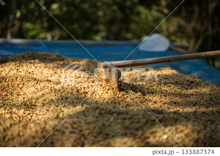 Smart farming techniques machinery roast apparatus coffee bean dry sunlight tool sunbeam sunray sunshine fresh garden produce agriculture promotes farmer concept close up plant farm blur background 133887374