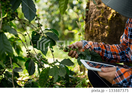 Farmer concept harvest hand ripe coffee seed robusta arabica berry close up fresh green leaf bean picking orange crop red yellow berries raw plant tree farm growth blur background eco organic garden Farmer concept harvest hand ripe coffee seed robusta arabica berry close up fresh green leaf bean picking orange crop red yellow berries raw plant tree farm growth blur background eco organic garden 133887375
