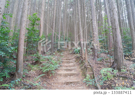 紀見峠駅から岩湧山三合目へ向かう登山道(金剛生駒紀泉国定公園) 紀見峠駅から岩湧山三合目へ向かう登山道(金剛生駒紀泉国定公園) 133887411