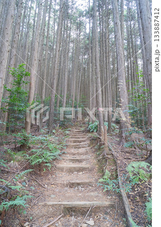 紀見峠駅から岩湧山三合目へ向かう登山道（金剛生駒紀泉国定公園） 133887412