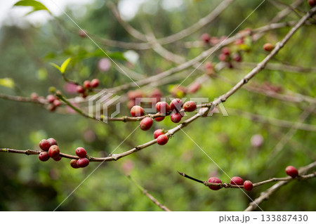 Farmer concept harvest fruit ripe coffee seed robusta arabica berry close up fresh green leaf bean picking orange crop red yellow berries raw plant tree farm growth blur background eco organic garden 133887430
