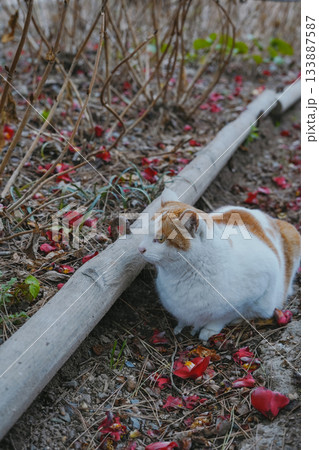 Cute and Relaxed Cat Sitting Among Red Camellia Petals Cute and Relaxed Cat Sitting Among Red Camellia Petals 133887587