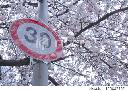 City Cherry Blossom Road Scenery Full of Pink Cherry Blossoms in Full Bloom with a Speed Limit Sign City Cherry Blossom Road Scenery Full of Pink Cherry Blossoms in Full Bloom with a Speed Limit Sign 133887595