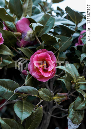 Close-up of a Vivid Pink Camellia Flower Blooming Among Dark Green Leaves Close-up of a Vivid Pink Camellia Flower Blooming Among Dark Green Leaves 133887597