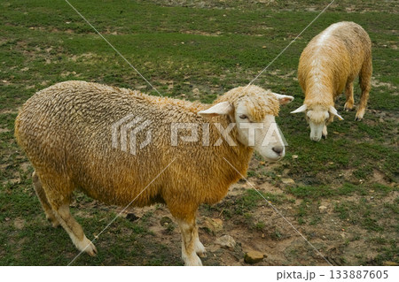 Sheep Farming Scenery with Two Dark Brown Sheep Grazing in a Green Pasture Sheep Farming Scenery with Two Dark Brown Sheep Grazing in a Green Pasture 133887605