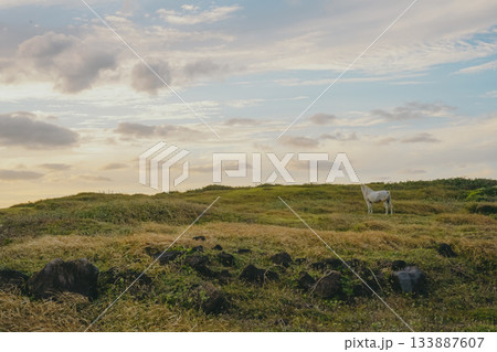 Horse Standing Alone, Gazing at the Scenery in a Vast Jeju Island Pasture Under a Golden Sunset Sky Horse Standing Alone, Gazing at the Scenery in a Vast Jeju Island Pasture Under a Golden Sunset Sky 133887607