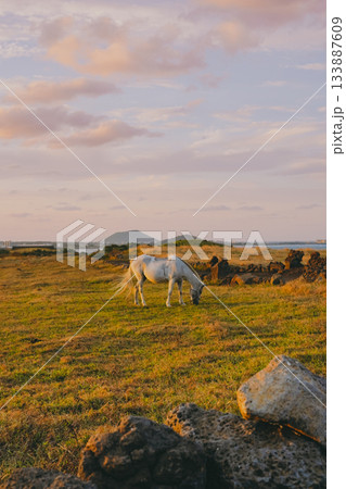 White Horse Grazing near a Stone Wall in a Jeju Pasture with the Ocean in the Background at Sunset White Horse Grazing near a Stone Wall in a Jeju Pasture with the Ocean in the Background at Sunset 133887609