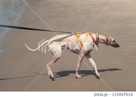 A Sloughi dog Arabian greyhound on a walk outdoors on a sandy beach A Sloughi dog Arabian greyhound on a walk outdoors on a sandy beach 133887618