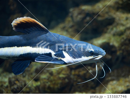 Flathead catfish in an aquarium. Flathead catfish is the only representative of the genus Phractocephalus. Beautiful large catfish.  133887746