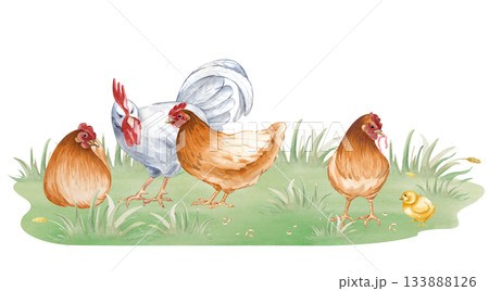 A composition with a white rooster, brown hens and a chicken on green grass. Watercolor illustration of a chicken family in a poultry yard in natural colors. Realistic birds on an isolated background 133888126