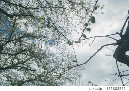 various various 133888251