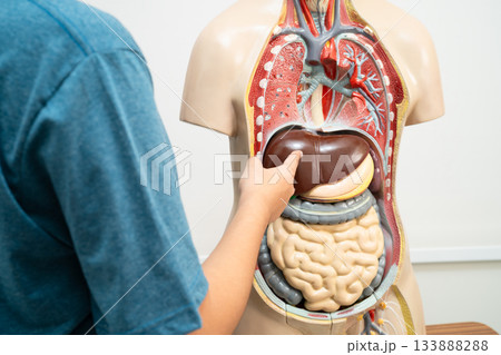 Student teenage learning anatomy biology with human body model in classroom at high school. 133888288