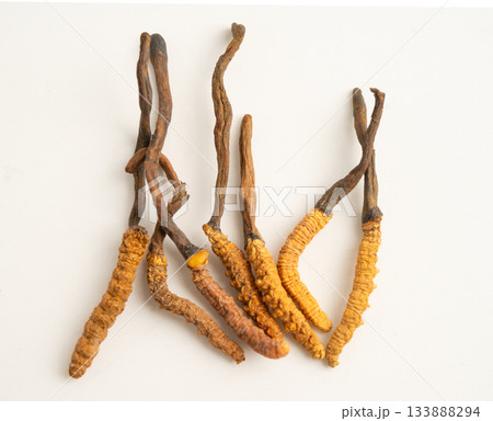 Cordyceps or Ophiocordyceps sinensis mushroom herb is fungus for used as medicine on white background. 133888294