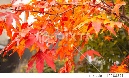 紅葉 秋の鮮やかな赤いカエデ 紅葉 秋の鮮やかな赤いカエデ 133888914