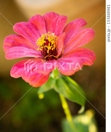 百日草 鮮やかなピンク色の美しい花 133888981