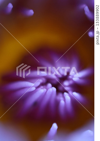 Close-up of a purple lotus flower, partially in focus. 133889902