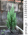 Small pine tree in a pot 133889916