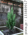 Small pine tree in a pot 133889917