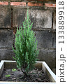 Small pine tree in a pot 133889918