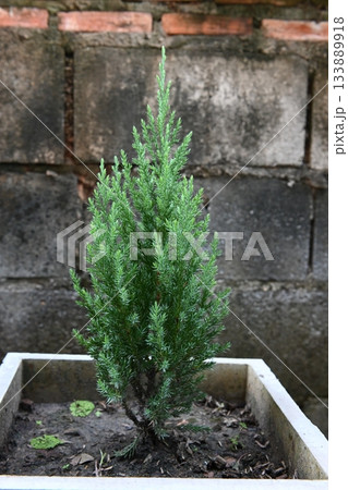 Small pine tree in a pot 133889918