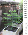 Small pine tree in a pot 133889919