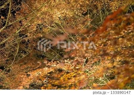 宮崎県三股町の長田峡の紅葉ライトアップ 宮崎県三股町の長田峡の紅葉ライトアップ 133890147