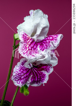 Stunning Streptocarpus Flower with Magenta Stripes Against a Bold Background 133890294