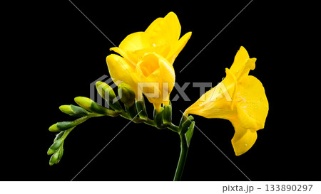 Vibrant Yellow Freesia Flowers and Buds on Black Backdrop 133890297