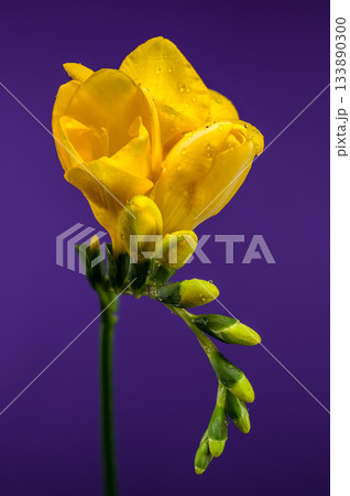 Vibrant Yellow Freesia Flowers and Buds on Bold Purple Backdrop Vibrant Yellow Freesia Flowers and Buds on Bold Purple Backdrop 133890300