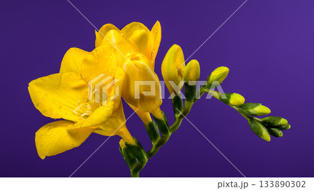 Vibrant Yellow Freesia Flowers and Buds on Bold Purple Backdrop 133890302