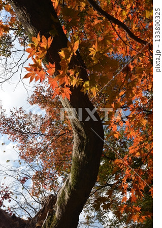 老木に紅葉するもみじ 老木に紅葉するもみじ 133890325