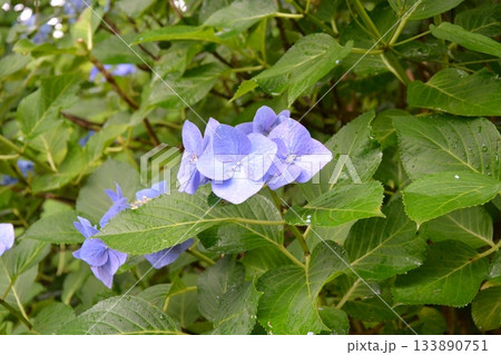 紫陽花（あじさい） 133890751