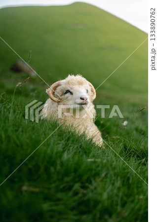 Sheep grazing on green grass near the famous Kallur Lighthouse, Kalsoy, Faroe Islands, with dramatic coastal cliffs and ocean views. 133890762
