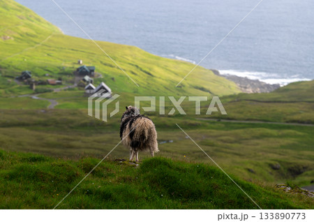 Sheep grazing on green grass near the famous Nordladur, Faroe Islands, with dramatic coastal cliffs and ocean views. Sheep grazing on green grass near the famous Nordladur, Faroe Islands, with dramatic coastal cliffs and ocean views. 133890773
