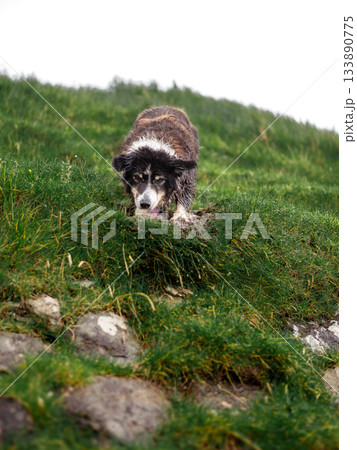 Black and white border collie resting alertly in lush green grass, classic sheepdog pose. Black and white border collie resting alertly in lush green grass, classic sheepdog pose. 133890775