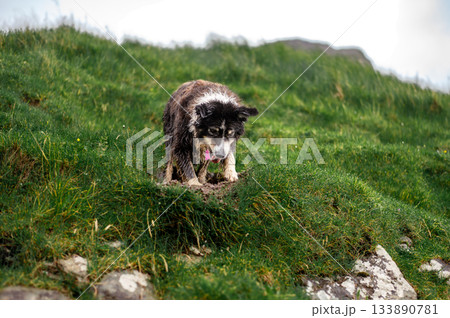 Black and white border collie resting alertly in lush green grass, classic sheepdog pose. 133890781
