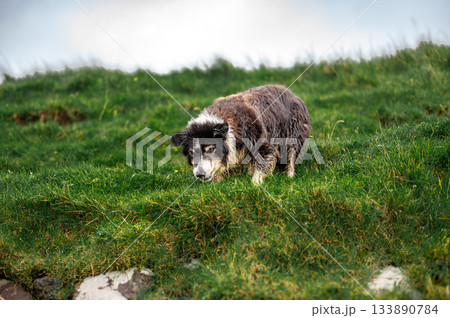 Black and white border collie resting alertly in lush green grass, classic sheepdog pose. 133890784
